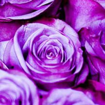 专业解决方案的网站ddos隐藏源ip